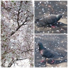 「✩鳩と花粉症✩」