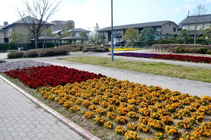 「マシュマロ♥ドッグ前の公園　U 。・ ω・ 。U」