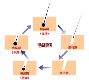 「まつ毛の周期！ご存知ですか？？」