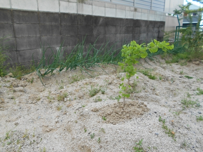 「銀杏の木の新芽がでました！！」