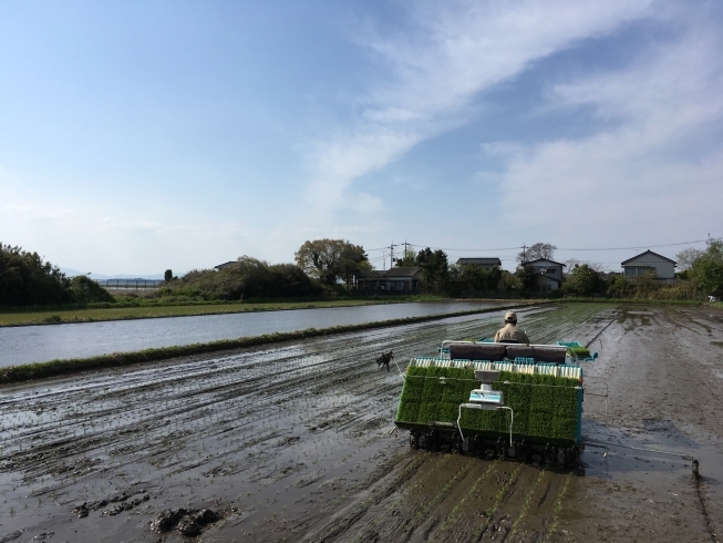 「いよいよ田植えが始まりましたね(∩´∀｀)∩」