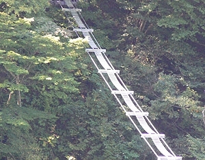 峡谷を渡る猿のために作られた「猿専用吊り橋」