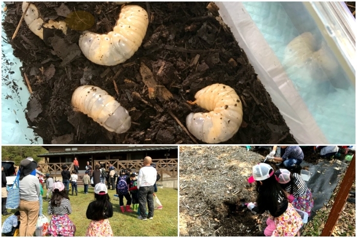 「カブトムシの幼虫を探すイベントに参加してきました♪」