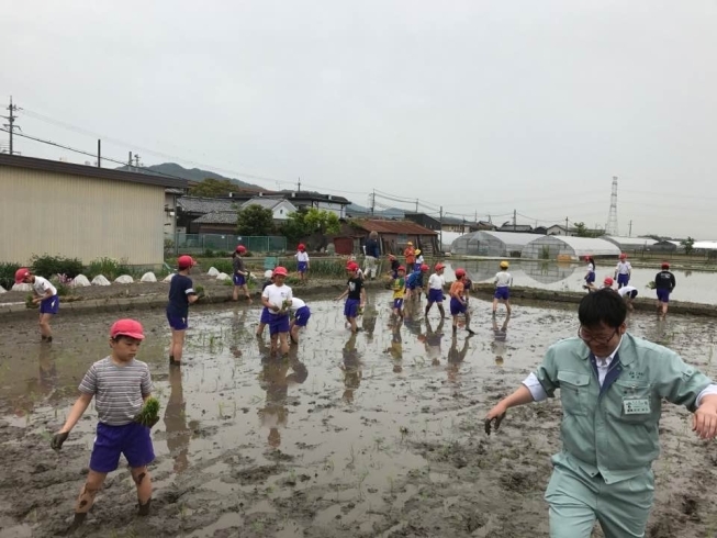 「田植え学習！」