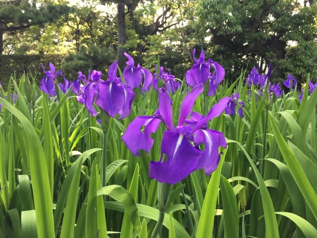 「カキツバタが満開となりました」