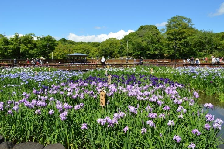 「花しょうぶ園開園のお知らせ」