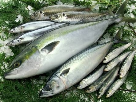 「夏を迎える為に、青魚を食べませんか？*\(^o^)/*」