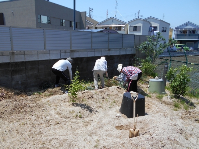 「玉ねぎの収穫終わりました♪　」