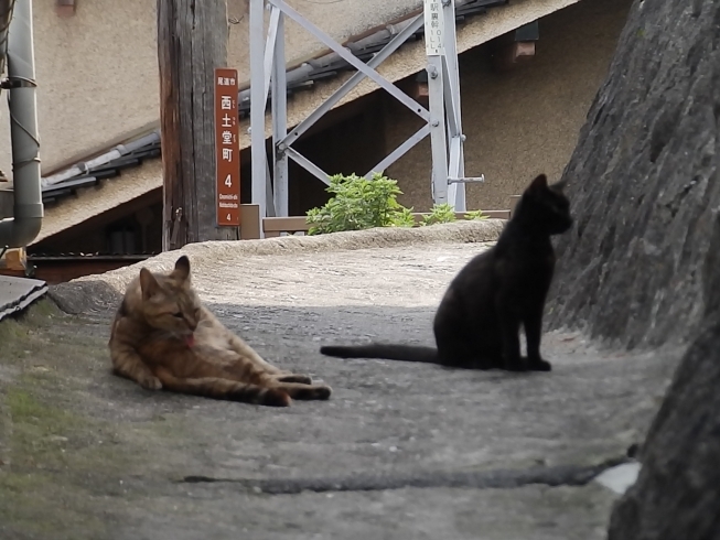 「尾道の猫」