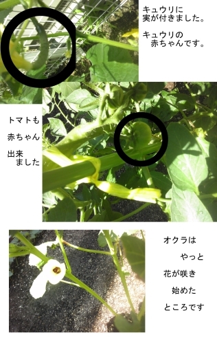 「小さな菜園の小さな野菜たち　　今週は園庭開放があります。　　６月の子育て支援予定を掲載中」