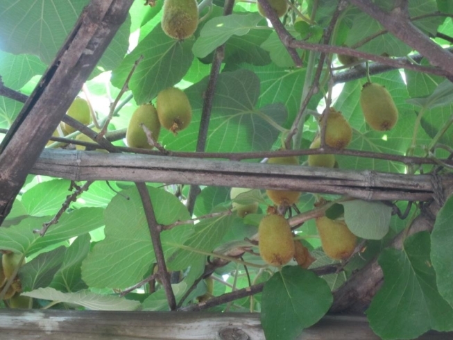 「うわぁ～いっぱい！そろそろ収穫、穫り入れ時です！！  　高住センターから、果樹園のある老人ホーム見学情報です。」