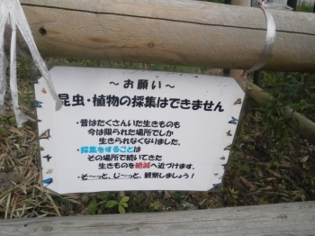 生態園内では、昆虫や植物の採集はできません。自然はそのままにしておきましょう。