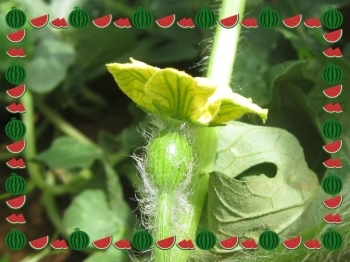 ようやくスイカの雌花が！！<br>着果しますように。