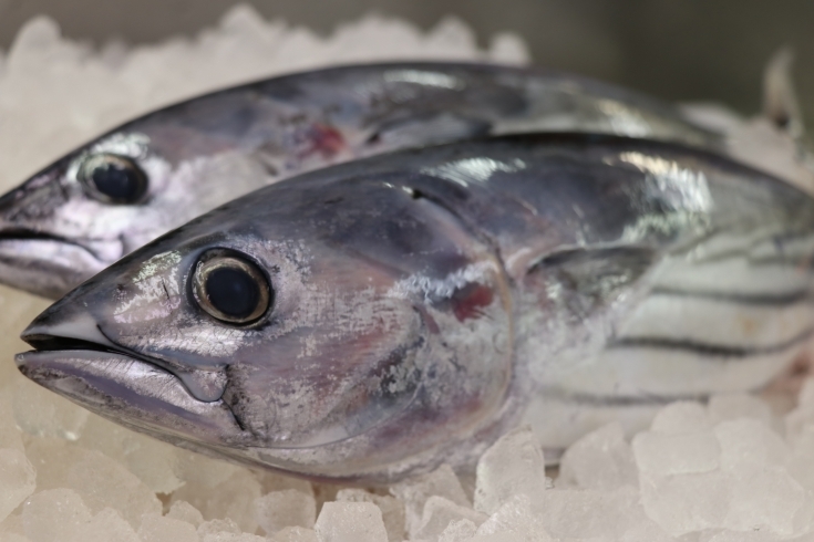 「八千代市、佐倉市の鮮魚店  　　魚や山粋　美味！カツオ有ります！」