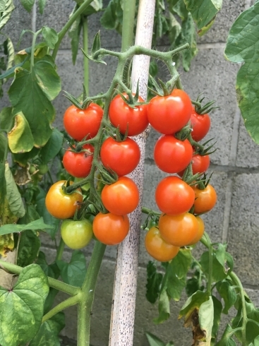 「ミニトマト収穫」