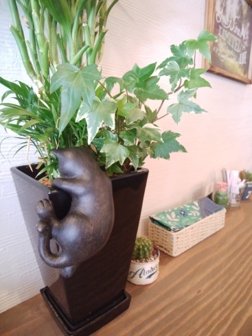 「NECO CAFE Kuro　こんな所にお客様…♪♪」