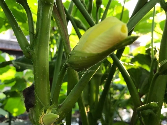 「夏野菜祭り」