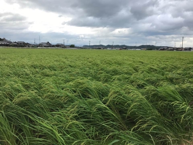 「新米に向けて」