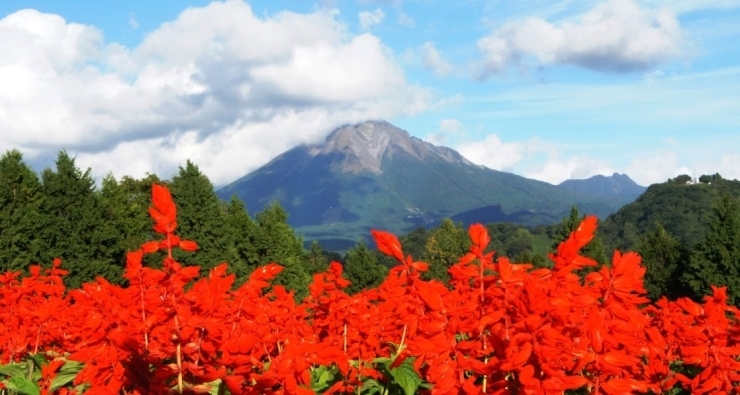 「大山　秋のサルビア(*‘ω‘ *)」