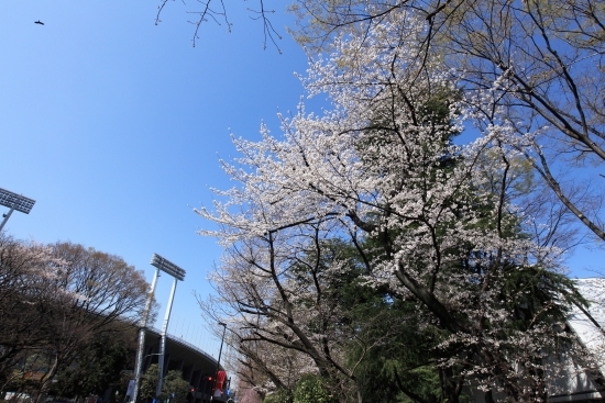 春の染井吉野桜　撮影2013年3月22日