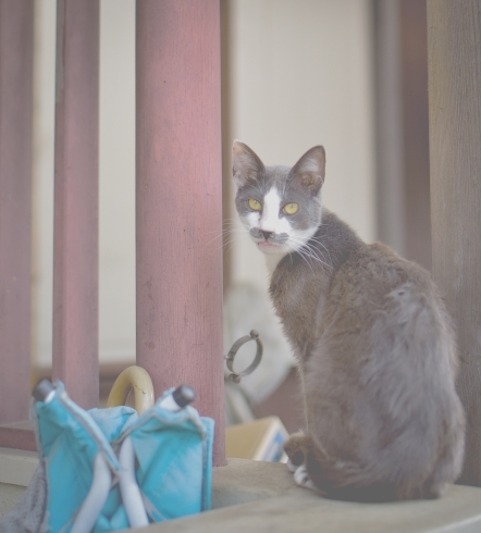 「吾輩は猫である　西千葉」