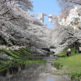 立川の桜