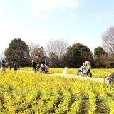 国営昭和記念公園で菜の花摘み