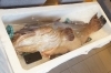船橋 沖本 で貴重な高級魚 クエ を是非堪能してください まいぷれ船橋編集部のニュース まいぷれ 船橋市