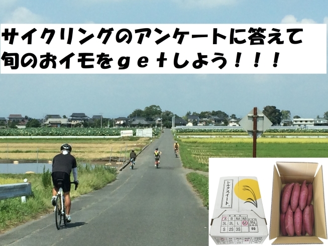 「サイクリングアンケートに答えて旬のおイモをGETしよう！」