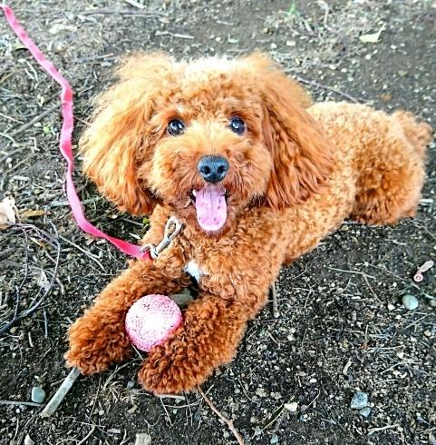 「本日9/24(日)無料しつけ・飼い方相談会 in 西武船橋店イケダペットファームさん☆  」