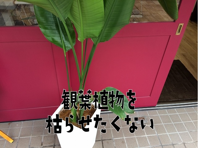 「オーガスタという観葉植物の手入れをしてみます」