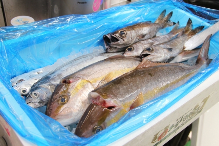 「房総、船形漁港直送！！　鮮度抜群のお魚を刺身&海鮮丼で！！　【八千代店154号】」