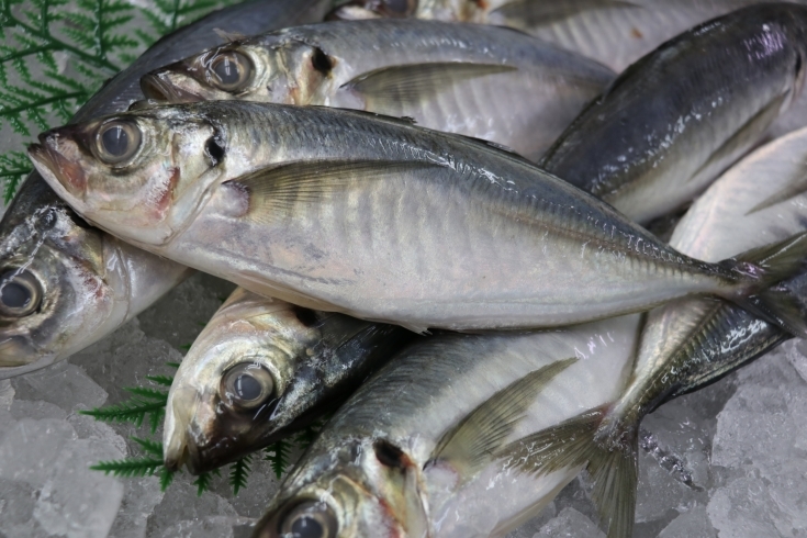 「八千代市、佐倉市の鮮魚店   　　　魚や山粋　本日のおすすめ品」