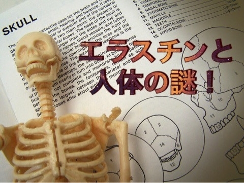 「数あるエラスチンをまとめた記事の中でも、ここまでの情報は知ることができないと思います。」