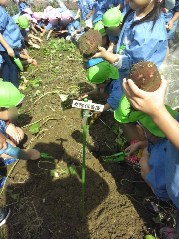 「４～５才の園外さつまいも堀りに行きました。」