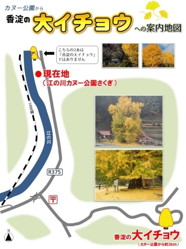 「カヌー公園から香淀の大イチョウへの案内地図」