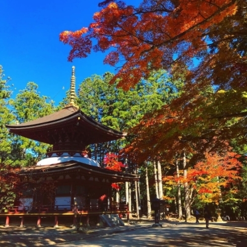 「和歌山の紅葉情報」