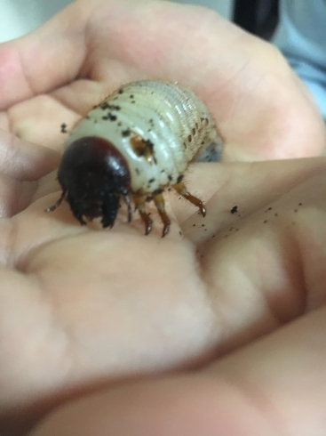 「カブトムシの幼虫」