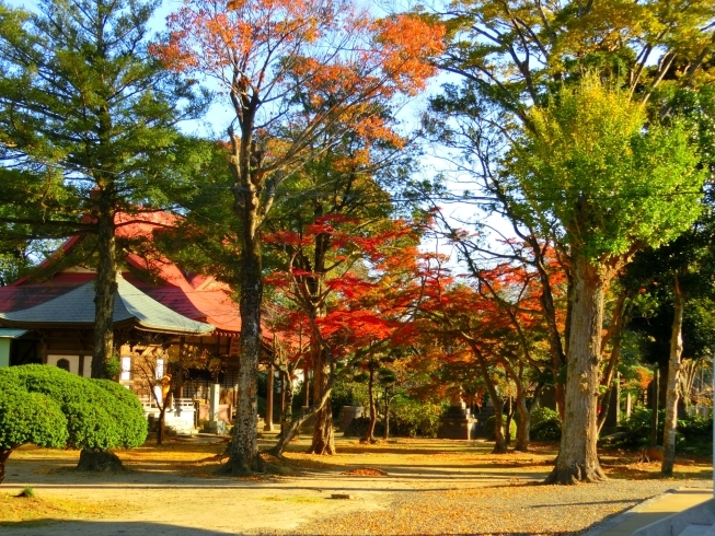 「宗吾霊堂さんの紅葉」