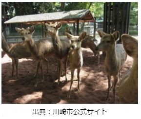 「夢見ヶ崎動物公園　秋の動物園まつりのお知らせ！」