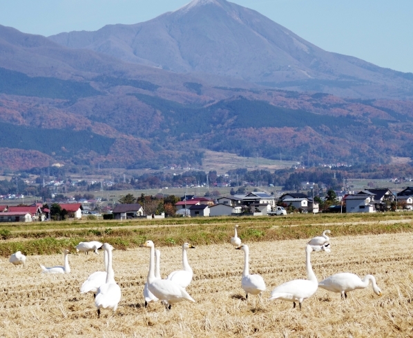 「いよいよ湯川村に”シベリア越冬隊”がキターーー(⊙⊙)‼」