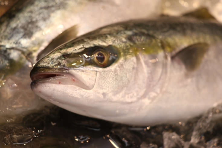 「八千代市、佐倉市の鮮魚店   　　　魚や山粋　本日の地魚」