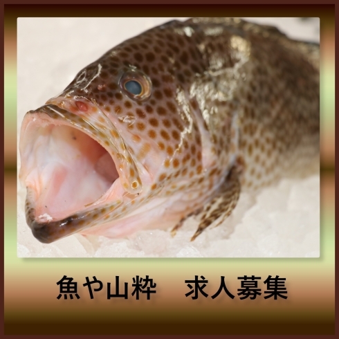 「八千代市、佐倉市の鮮魚店   　　　魚や山粋　★求人募集★」