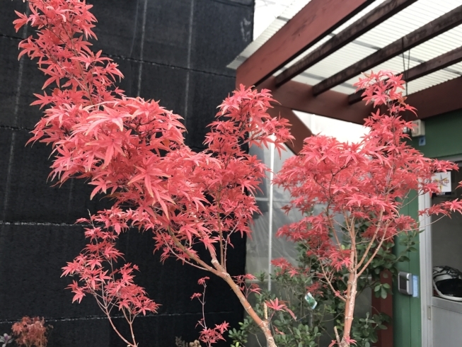 「紅葉がとっても綺麗になってきましたね！」