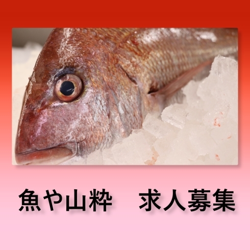 「八千代市、佐倉市の鮮魚店   　　　魚や山粋　★求人募集★」