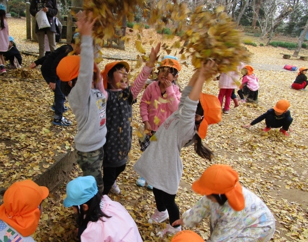 「西蓮寺の大銀杏の見学に行きました！」