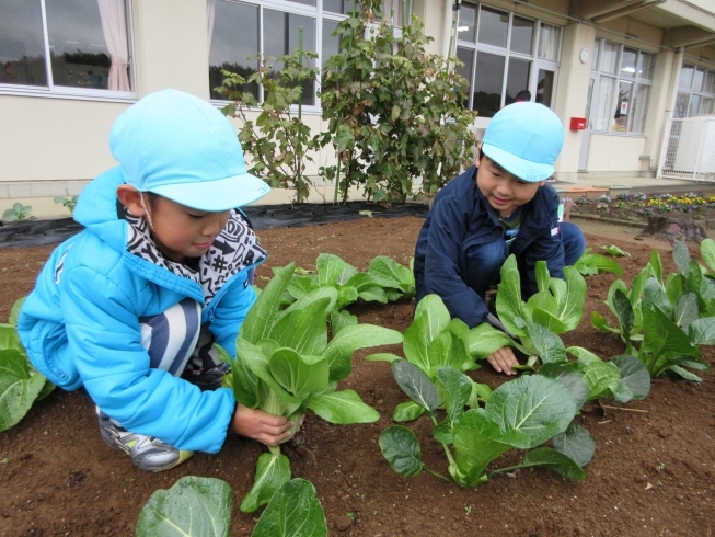 「立派な野菜ができました！！」