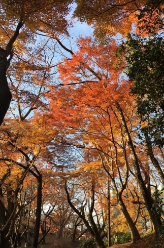 「いよいよ見納め 古城公園の紅葉」