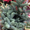 image.php?id=1271094&p=shopn&s