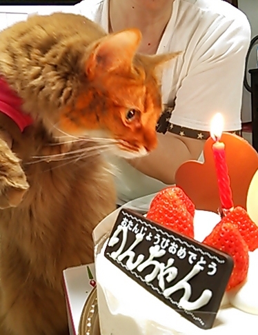 ９月８日で１歳になりました。ケーキでお祝いし小さい誕生餠も担ぎました！
